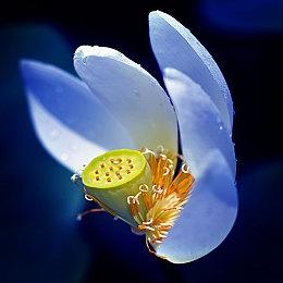 宝可梦官方ASMR第六集：大半夜不睡觉的波加曼